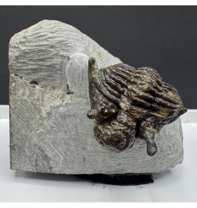 Rare British Silurian Trilobite from Malvern, Worcestershire, England (SKU T1329):- Encrinurus punctatus