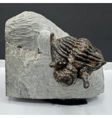 Rare British Silurian Trilobite from Malvern, Worcestershire, England (SKU T1329):- Encrinurus punctatus