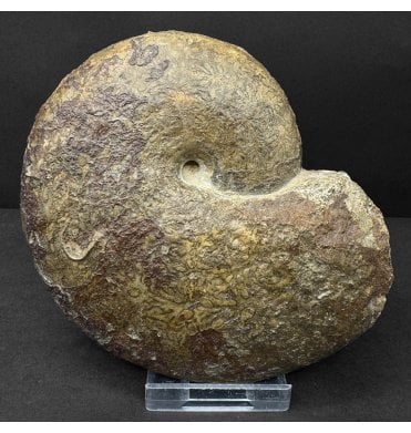 Rare British Upper Lias, Lower Jurassic Ammonite from Leicestershire, England (SKU A5053):- Phylloceras heterophyllum