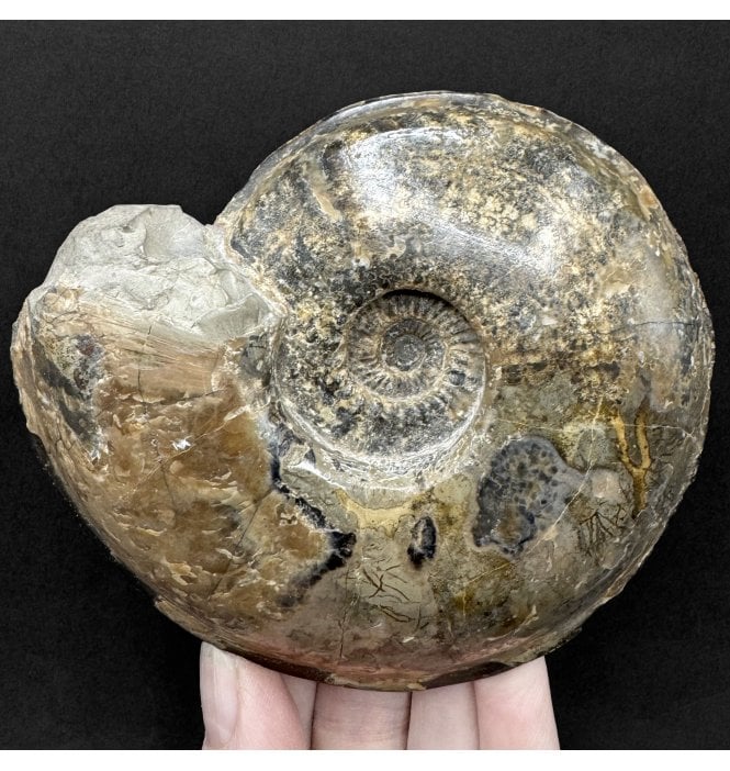 Rare British Upper Oxfordian, Middle Jurassic Ammonite from Peterborough, England (SKU A5048):- Amoeboceras (Prionodoceras) serratum