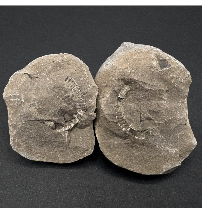 Rare Britsh Carboniferous Millipede in a Pebble from Crock Hey, Wigan, Lancashire, England (SKU OF3421):- Xyloiulus sp.