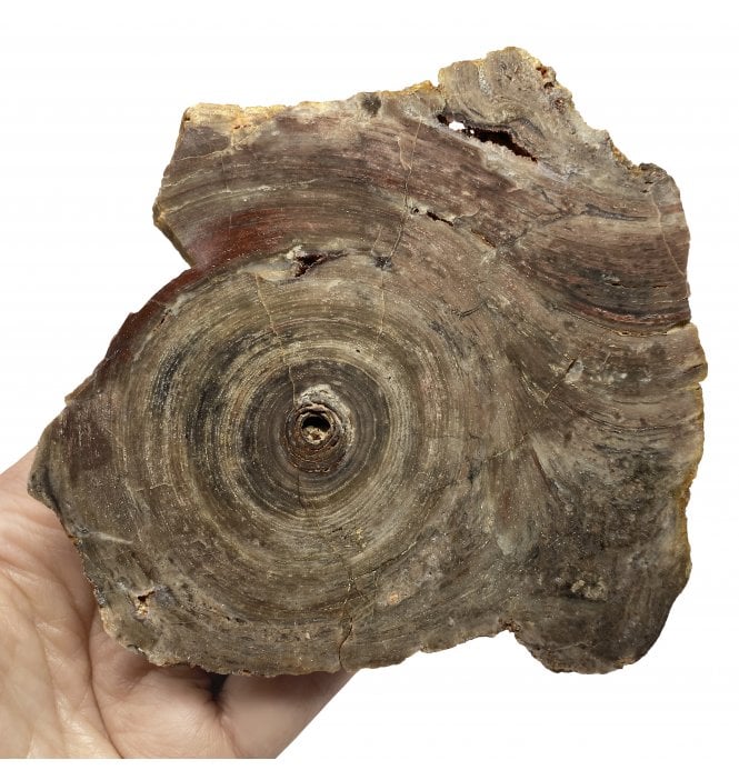 Rare Cambrian Stromatolite from Northern Territories, Australia (SKU OF2039):- Conophyton basalticum