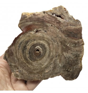 Rare Cambrian Stromatolite from Northern Territories, Australia (SKU OF2039):- Conophyton basalticum