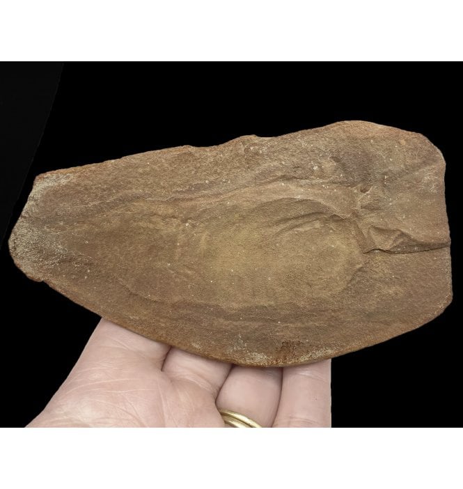 Rare Carboniferous Animal (Tully Monster) in a Pebble from Illinois, USA (SKU V5304):- Tullimonstrum gregarium