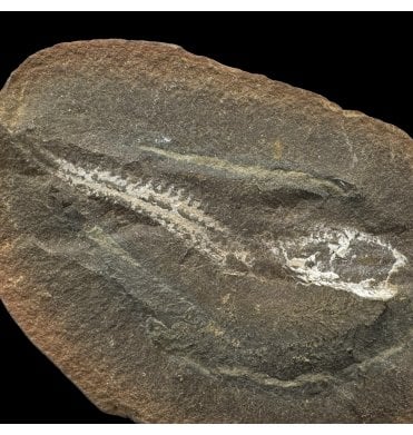Rare Carboniferous Fossil Polychaete Worm from Illinois, USA (SKU OF3978):- Astreptoscolex anasillosis