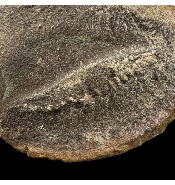 Rare Carboniferous Fossil Shrimp from the Lebanon, Illinois, USA (SKU OF3899):- Belotelson magister