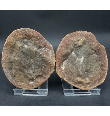 Rare Carboniferous Jellyfish in a Pebble from Illinois, USA (SKU OF3794):- Essexella asherea