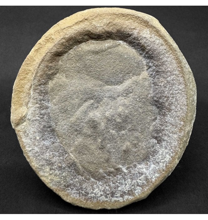 Rare Carboniferous Jellyfish in a pebble from Illinois, USA (SKU OF4405):- Essexella asherea