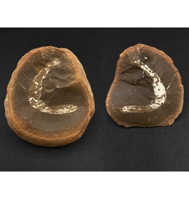 Rare Carboniferous Polychaete Worm in a Pebble from Illinois, USA (SKU OF2674):- Didontogaster cordylina