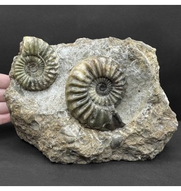 Rare Classic British Lower Lias, Lower Jurassic Ammonite Double from Scunthorpe, England (SKU A4708):- Aegasteroceras saggitarium