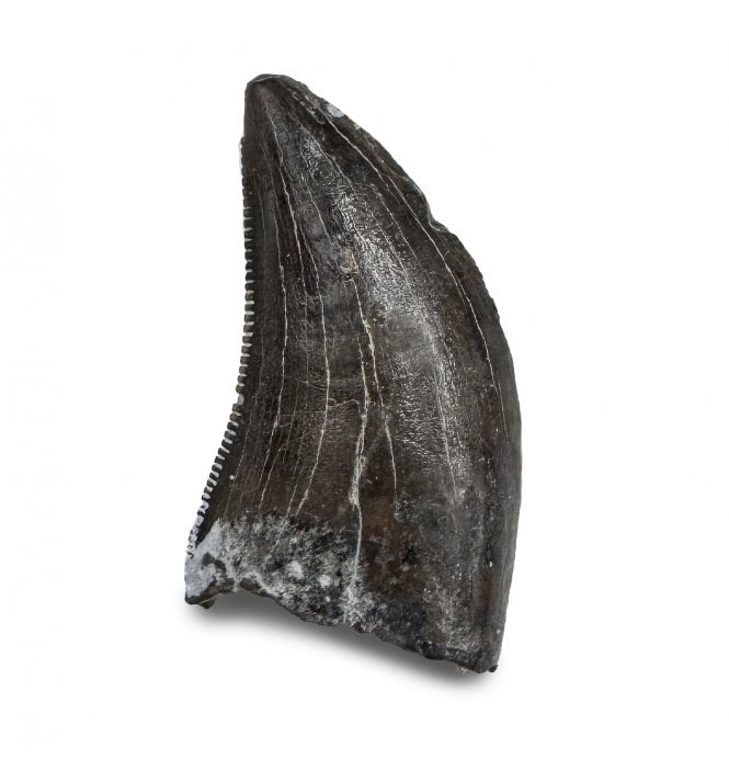Rare Coelurosaurian Cretaceous Dinosaur Tooth from Montana, USA (SKU V7396):- Richardoestesia gilmorei