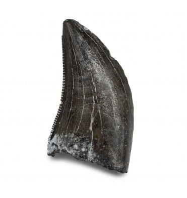 Rare Coelurosaurian Cretaceous Dinosaur Tooth from Montana, USA (SKU V7396):- Richardoestesia gilmorei
