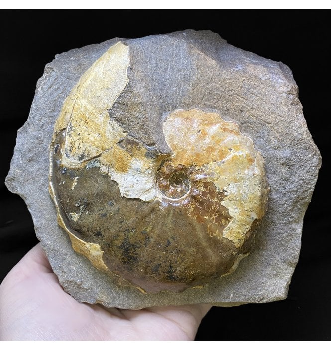 Rare Coniacian, Late Cretaceous Ammonite from Madagascar (SKU A2356):- Barroisiceras onilahyense