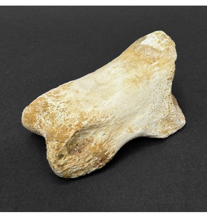 Rare Cretaceous Carnosaur Dinosaur Toe Bone from the Kem Kem Beds, Morocco, USA (SKU V9269):- Carcharodontosaurus cf. saharicus