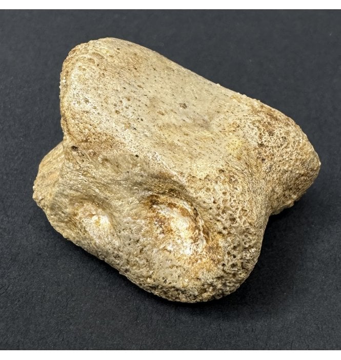 Rare Cretaceous Carnosaur Dinosaur Toe Bone from the Kem Kem Beds, Morocco, USA (SKU V9312):- Carcharodontosaurus cf. saharicus