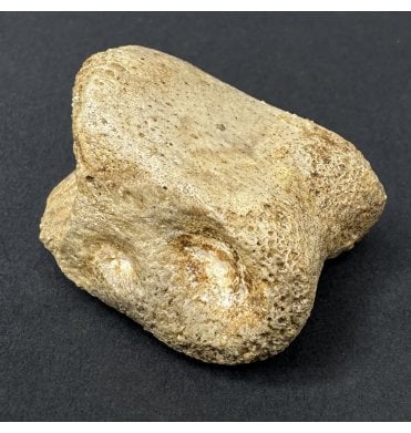 Rare Cretaceous Carnosaur Dinosaur Toe Bone from the Kem Kem Beds, Morocco, USA (SKU V9312):- Carcharodontosaurus cf. saharicus
