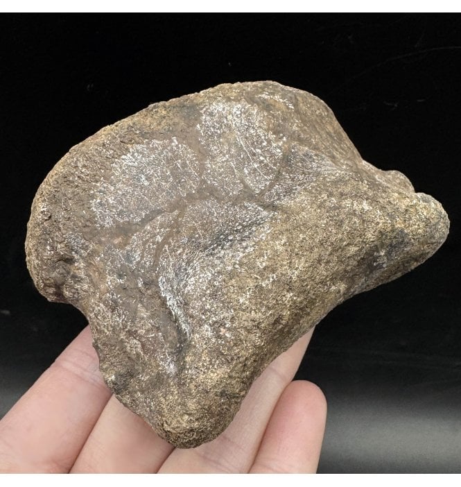 Rare Cretaceous Dinosaur (Ceratopsian) Toe Bone from South Dakota, USA (SKU V6754):- Triceratops horridus