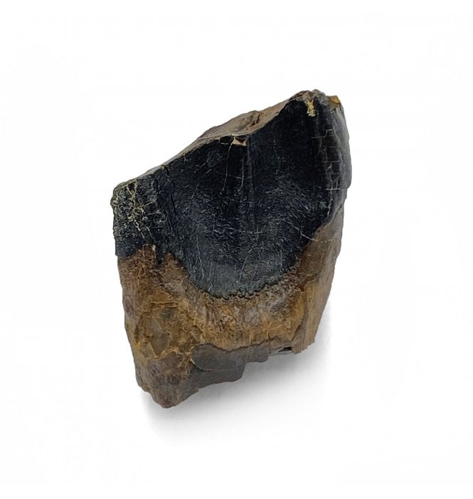 Rare Cretaceous Dinosaur (Ceratopsian) Tooth from South Dakota, USA (SKU V5418):- Triceratops horridus