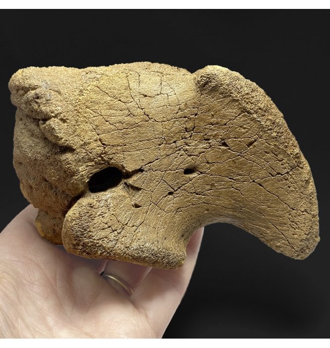 Rare Cretaceous Dinosaur (Hadrosaurus) Corocoid from Montana, USA (SKU V4783):- Brachylophosaurus canadensis