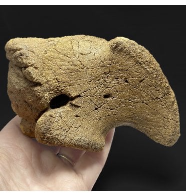 Rare Cretaceous Dinosaur (Hadrosaurus) Corocoid from Montana, USA (SKU V4783):- Brachylophosaurus canadensis