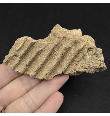Rare Cretaceous Dinosaur Hadrosaurus Partial Jaw from South Dakota, USA (SKU V6066):- Edmontosaurus annectens