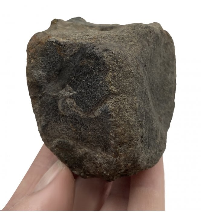 Rare Cretaceous Dinosaur (Lambeosaur) Vertebra from Two Medicine Formation, Montana, USA (SKU V4252):- Hypacrosaurus cf. stebingeri