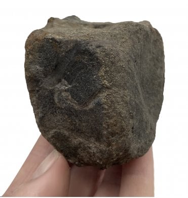 Rare Cretaceous Dinosaur (Lambeosaur) Vertebra from Two Medicine Formation, Montana, USA (SKU V4252):- Hypacrosaurus cf. stebingeri