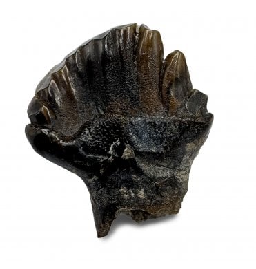 Rare Cretaceous Dinosaur (Nodosaurid) Tooth from the Judith River Formation, Montana, USA (SKU V8662):- Edmontonia cf. longiceps