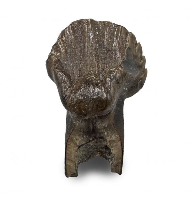 Rare Cretaceous Dinosaur (Nodosaurid) Tooth from the Judith River Formation, Montana, USA (SKU V8813):- Edmontonia cf. longiceps