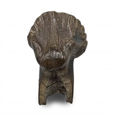 Rare Cretaceous Dinosaur (Nodosaurid) Tooth from the Judith River Formation, Montana, USA (SKU V8813):- Edmontonia cf. longiceps