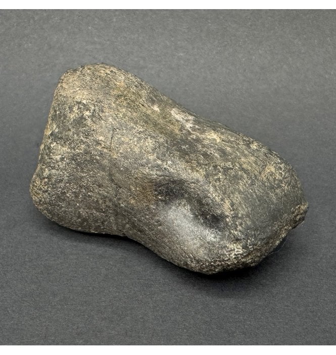 Rare Cretaceous Dinosaur Theropod Metatarsal (Toe Bone) from Montana, USA (SKU V7936):- Theropoda sp. indet.