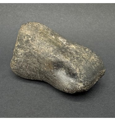Rare Cretaceous Dinosaur Theropod Metatarsal (Toe Bone) from Montana, USA (SKU V7936):- Theropoda sp. indet.