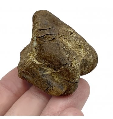 Rare Cretaceous Dinosaur (Theropod) Toe Bone from Montana, USA (SKU V5079):- Struthimimus cf. altus
