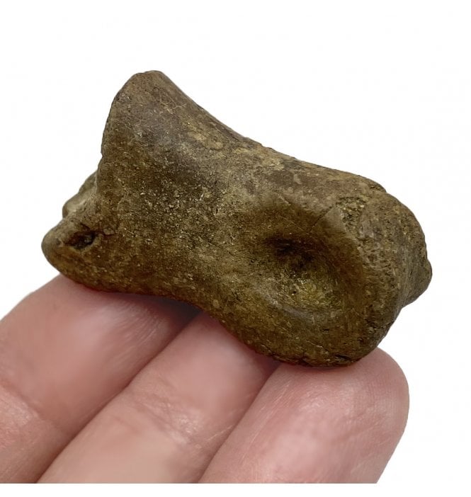 Rare Cretaceous Dinosaur (Theropod) Toe Bone from Montana, USA (SKU V5080):- Struthimimus cf. altus