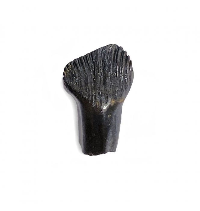 Rare Cretaceous Dinosaur (Thescalosaurus) Tooth from Hell Creek Formation, Montana, USA (SKU V4890):- Thescalosaurus neglectus