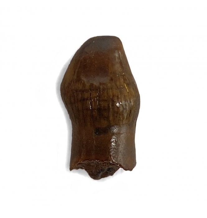 Rare Cretaceous Dinosaur (Thescelosaurus) Tooth from the Hell Creek Formation, Montana, USA (SKU V4408):- Thescelosaurus neglectus
