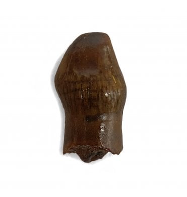 Rare Cretaceous Dinosaur (Thescelosaurus) Tooth from the Hell Creek Formation, Montana, USA (SKU V4408):- Thescelosaurus neglectus