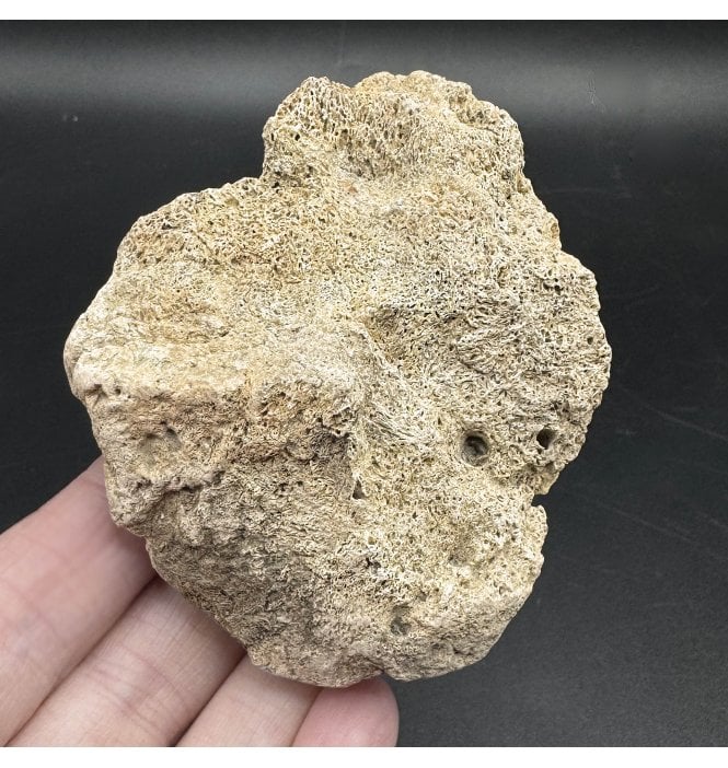 Rare Cretaceous Dinosaur Triceratops Frill Fragment from Montana, USA (SKU V6709):- Triceratops horridus