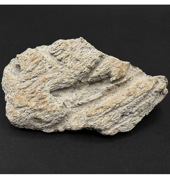 Rare Cretaceous Dinosaur Triceratops Frill Fragment from Montana, USA (SKU V9356):- Triceratops horridus