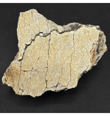 Rare Cretaceous Dinosaur Triceratops Frill Fragment from Montana, USA (SKU V9357):- Triceratops horridus
