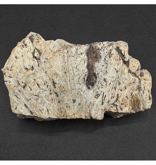 Rare Cretaceous Dinosaur Triceratops Frill Fragment from Montana, USA (SKU V9362):- Triceratops horridus