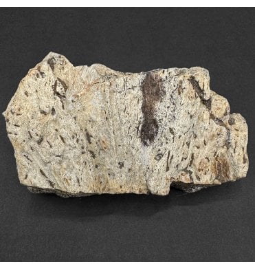 Rare Cretaceous Dinosaur Triceratops Frill Fragment from Montana, USA (SKU V9362):- Triceratops horridus