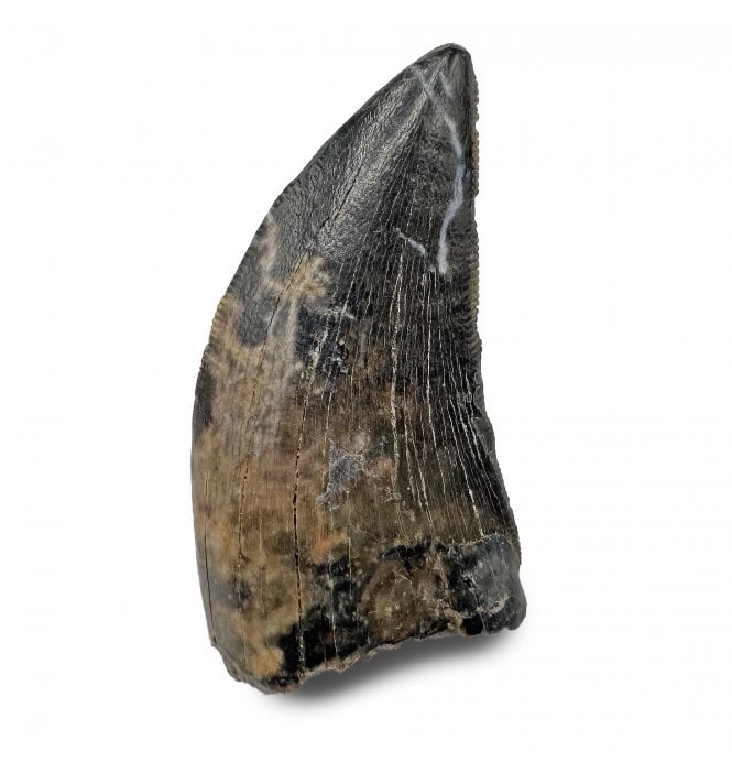 Rare Cretaceous Dinosaur (Tyrannosaurid) Tooth from the Dinosaur Park Formation, Alberta, Canada (SKU V8639):- Gorgosaurus cf. libratus