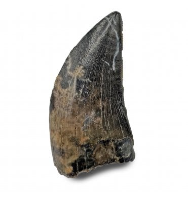 Rare Cretaceous Dinosaur (Tyrannosaurid) Tooth from the Dinosaur Park Formation, Alberta, Canada (SKU V8639):- Gorgosaurus cf. libratus