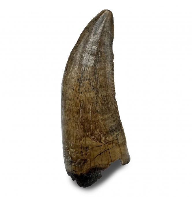 Rare Cretaceous Dinosaur (Tyrannosaurid) Tooth from the Two Medicine Formation, Montana, USA (SKU V8637):- Gorgosaurus cf. libratus
