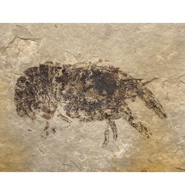 Rare Cretaceous Fossil Crayfish from Liaoning, China (SKU OF1416):- Palaeocambarus licenti