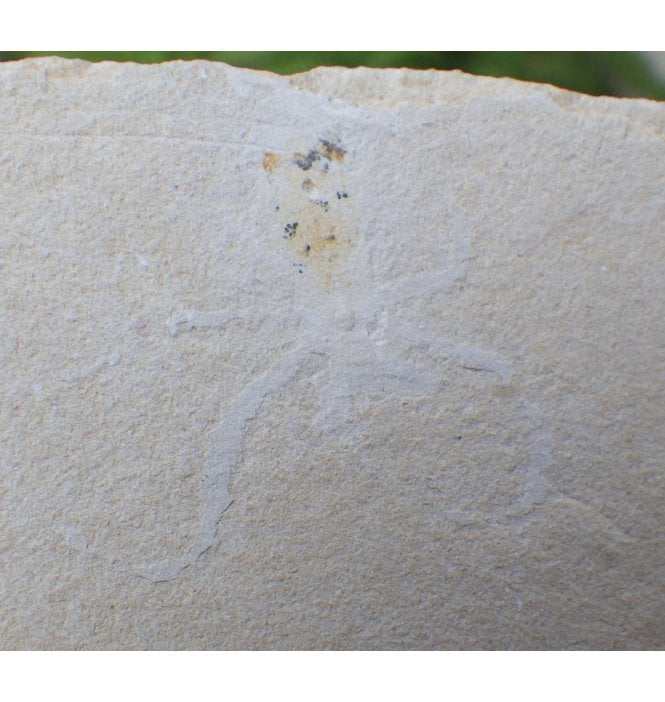 Rare Cretaceous Fossil Octopus from the Lebanon (SKU OF0691):- Styletoctopus annae