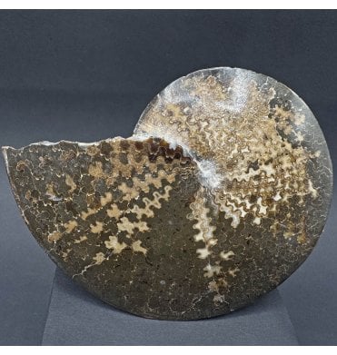 Rare Cretaceous Heteromorphic Ammonite from South Dakota, USA (SKU A4260):- Sphenodiscus lenticularis