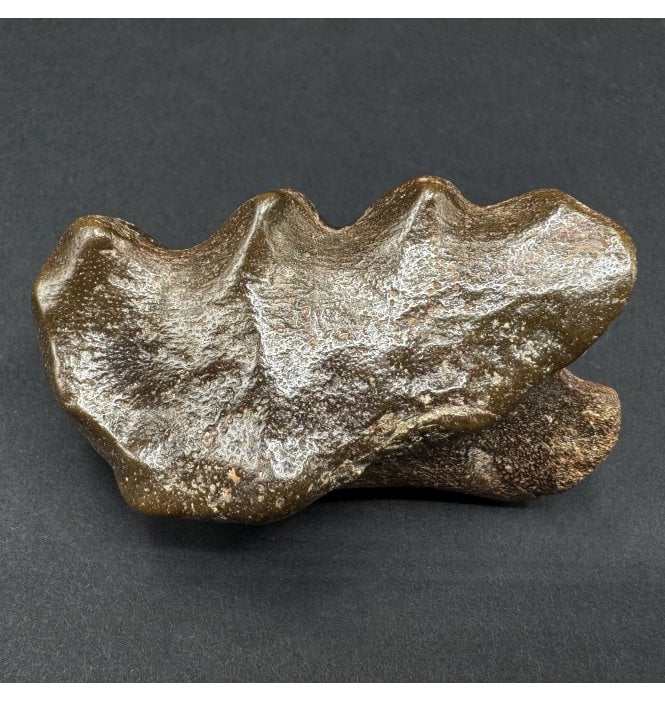 Rare Cretaceous Lung Fish Tooth Plate from Kem Kem, Morrocco (SKU V9226):- Ceratodus cf. arganensis
