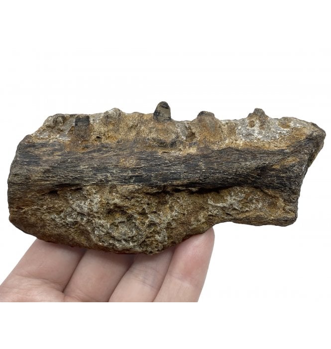 Rare Cretaceous Mosasaurus (Marine Reptile) Jaw from Texas, USA (SKU V5083):- Mosasaurus sp. indet